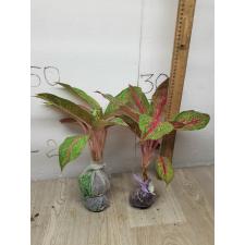 Aglaonema MongkolManee - green A-58
