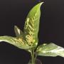 Dieffenbachia seguine 'Aurora'.