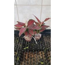 Аглаонема Уньямани Ред (чёрная форма) / Aglaonema Unyamanee Red (black form)