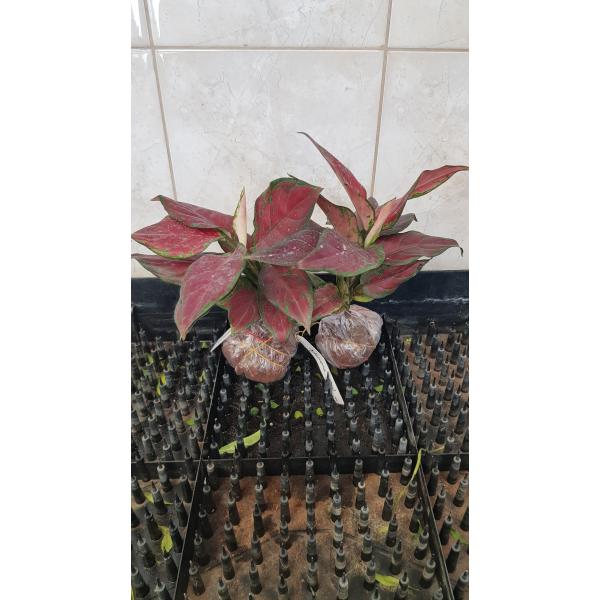 Аглаонема Уньямани Ред (чёрная форма) / Aglaonema Unyamanee Red (black form)