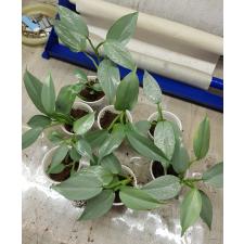 Philodendron Silver Queen s 