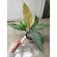 Anthurium variegated sp 8