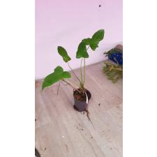 Philodendron Lime Fiddle 3+ листа стакан 150р