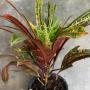 Codiaeum Tri Chada
