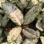 Dieffenbachia Super Star.