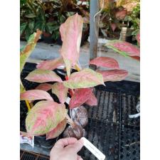 Aglaonema Choke Larb Red 20