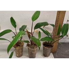 Филодендрон красный сп. / Philodendron red sp