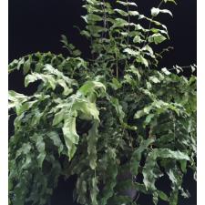 Гониофлебиум бородавчатый / Goniophlebium verrucosum