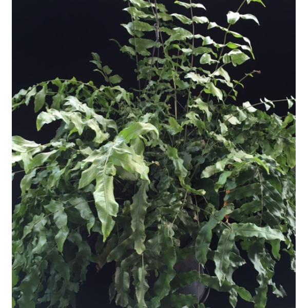 Гониофлебиум бородавчатый / Goniophlebium verrucosum