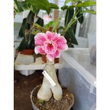 Siam country Rose Adenium