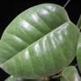 Hoya sp.657 PNG (Eriostemma)            657