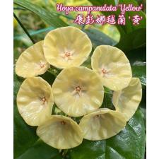 Hoya campanulata 'Yellow A9