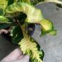 Codiaeum Tha Chang variegated.