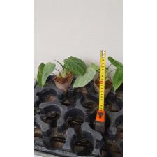 syngonium macrophyllum ice frost s 450p