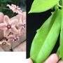 Hoya subcalva (pink flower)(long leaf)(#861).   861