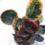 Codiaeum Taling Chan