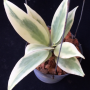 Aeschynanthus hilderbrandii variegated