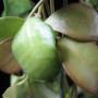 Hoya leytensis          609