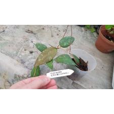 Hoya caudata A20