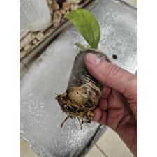 Zamioculcas zamiifolia variegated (big leaf)(yellow var) стаканчик 2 сегмента