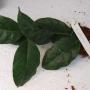 Hoya cystiantha (flower smell like Lemon grass)         618