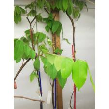 Averrhoa carambola 'B17' (grafted) 28