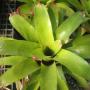 Neoregelia cruenta (Bromeliad) 207