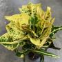 Codiaeum Siam Square (yellow form)
