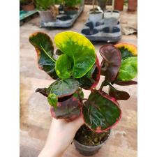 Codiaeum Pink Candy 54