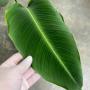 Calathea sp.(T03)(Crystal leaf)(Indonesia).
