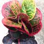 Codiaeum Boosarin