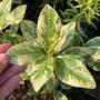 Ficus ‘Krai’ variegated