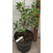Цитрус мадуренсус варегатный / Citrus madurensis variegata 27