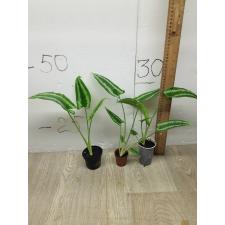 schismatoglottis wallichii 