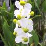 Sagittaria lancifolia (green leaf)