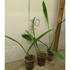 Филодендрон "Серебряный лист" / Philodendron 'Silver Leaf'