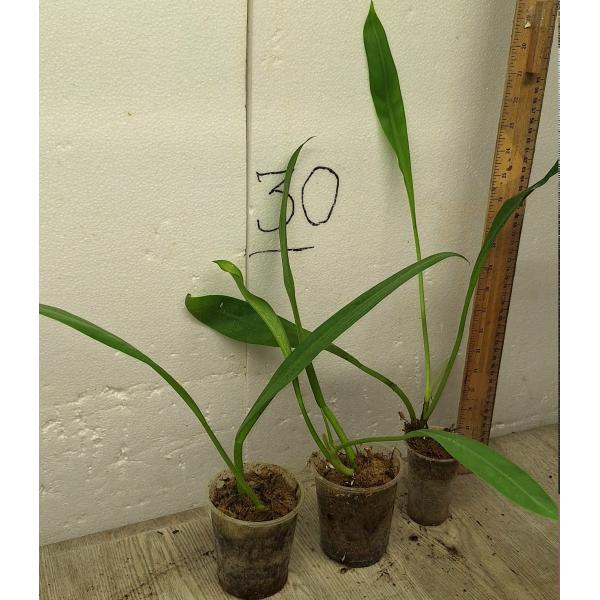 Филодендрон "Серебряный лист" / Philodendron 'Silver Leaf'