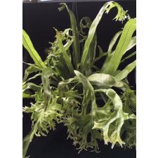 Microsorum punctatum 'Kinnaree' (Superclone) 166