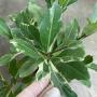Ficus microcarpa (silver margin leaf)
