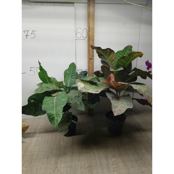 Codiaeum Tri Noosara 79 M