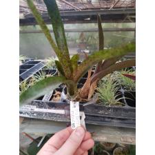 neoregelia mo peppa please