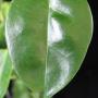 Hoya leucorhoda PNG             679