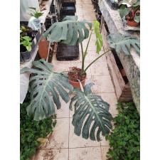 monstera deliciosa L