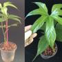 Anthurium pedatoradiatum (large size)
