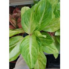 Aglaonema Yellow Mongkon A-115