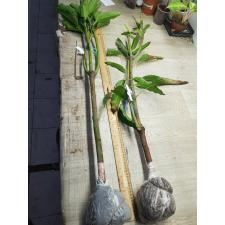 Mangifera indica 'Choke Anan' (grafted). 154-190