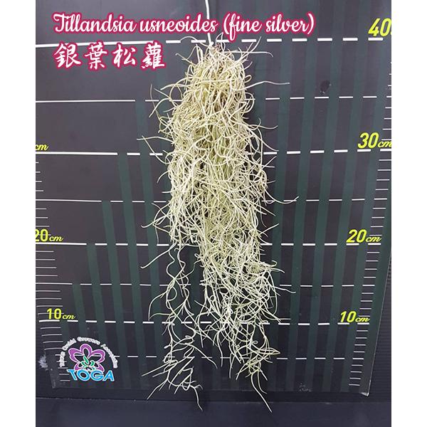 Тилландсия уснеевидная (тонкая серебристая) / Tillandsia usneoides (fine silver)