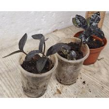 Замиокулкас замифолия Сп. (Черный лист) / Zamioculcas zamiifolia SP (black leaf) (S)