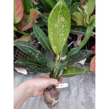 Aglaonema Khoo Ballang (Pink Midvein) 22