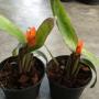 Aechmea brevicollis
